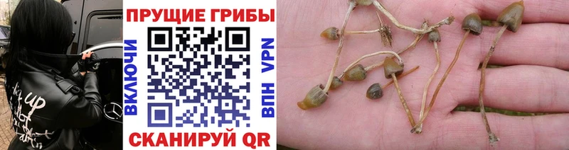 Галлюциногенные грибы Psilocybine cubensis  мега как зайти  Ясногорск 